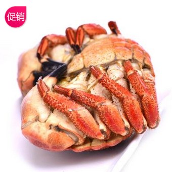 沱沱工社 苏格兰进口 黄金蟹 400-600g